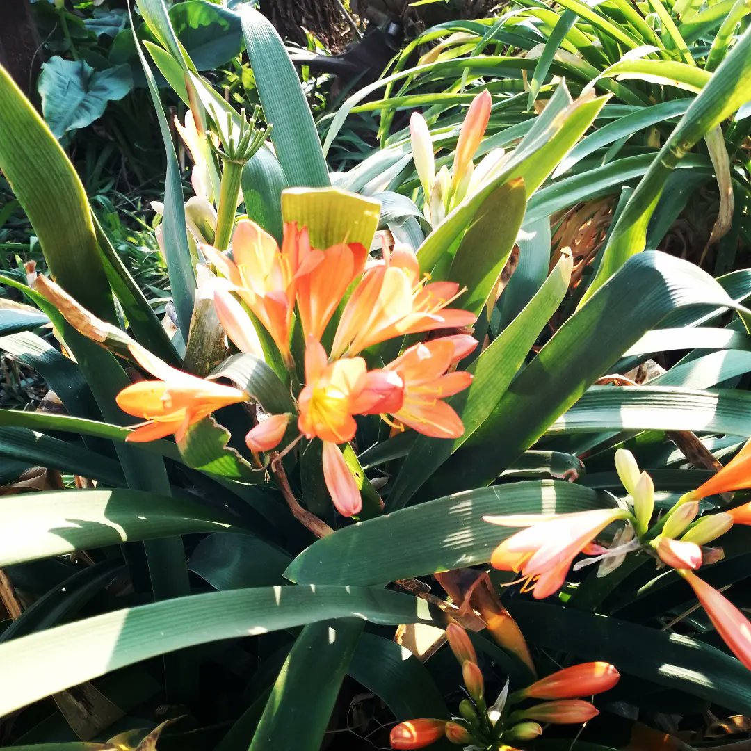 KameelHuise's tweet image. The Civias are blooming. A bit early but beautiful. 
#blooooms #clivia #garden #kameelhuisetussenspore #Foremancottage