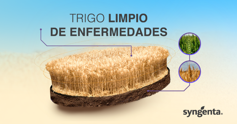 Syngenta_ar's tweet photo. MIRAVIS® TRIPLE PACK, la solución para controlar el daño de mancha amarilla, septoria y roya y aumentar el rendimiento! 🌱

✅Conocé más sobre cómo tener tu trigo limpio