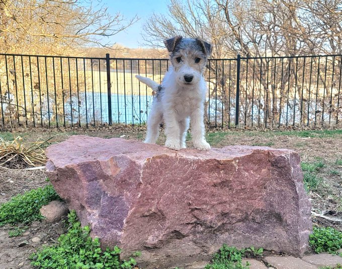 PenelopePu79543's tweet image. My name is Penelope Pumpernickel and I need friends and followers. Please #RT me and be my buddy.    

#dogs #dogsoftwitter #dogsofinstagram #pups #terriers #wirefoxterrier #dogslife #puppy #RT