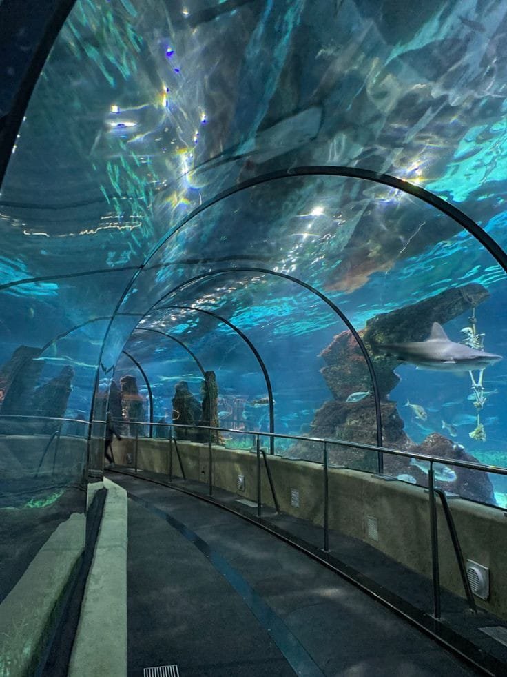 ocean park dates