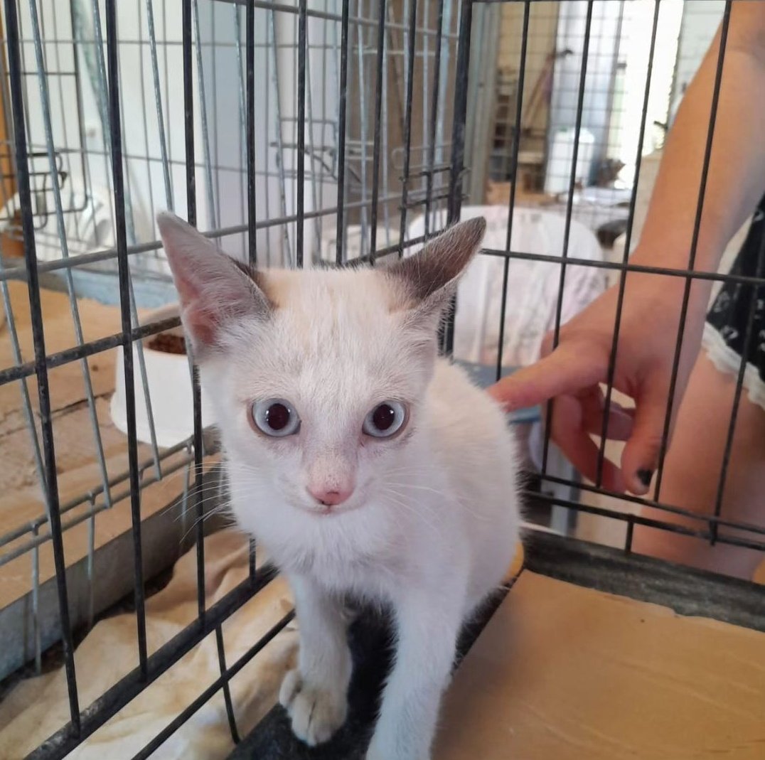 L'Aldea: Projecte Gat tweet media