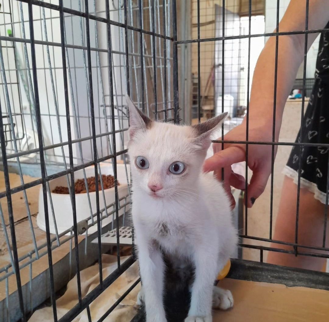 L'Aldea: Projecte Gat tweet media