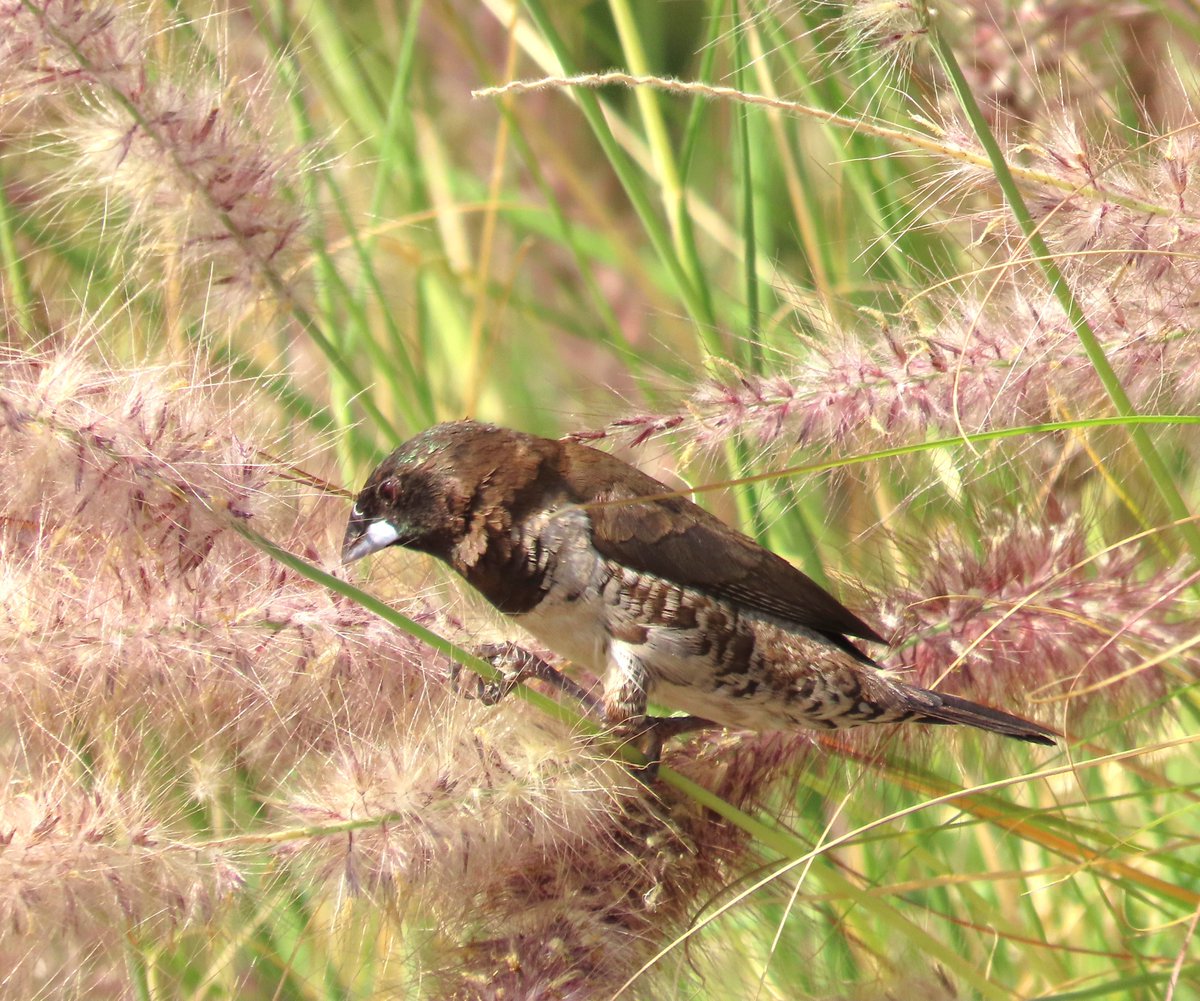 WWWings2023's tweet photo. A Zambian entry in the book on appreciation of #SmallBrownBirds: a Bronze or Bronze-winged #Mannikin (Lonchura cucullata).
#Zambia #BirdsSeenin2023 #NaturePhotography #Ornithology #birding #birdwatching #TwitterNatureCommunity #BirdsOfTwitter https://t.co/oYnVe2fjSP