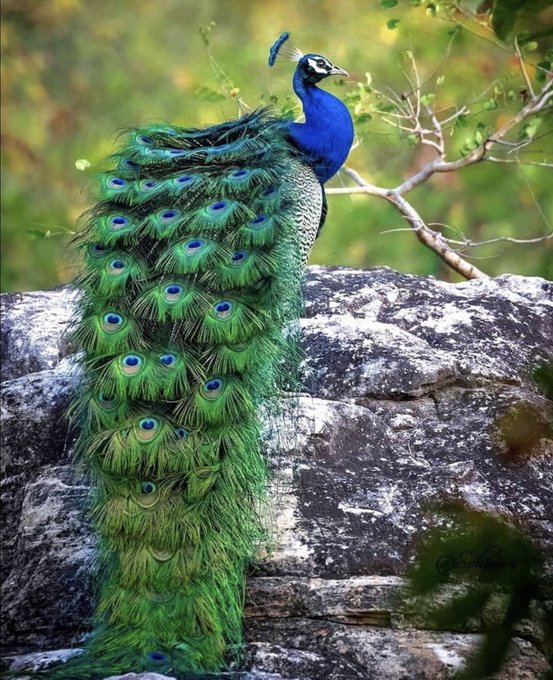 Bandhavghar National Park
India