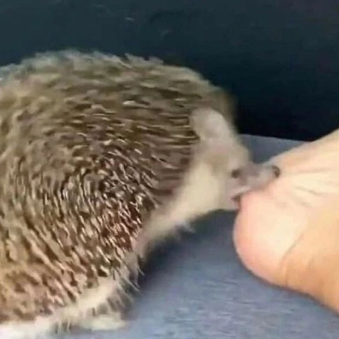 animals going goblin mode (@mischiefanimals) on Twitter photo 