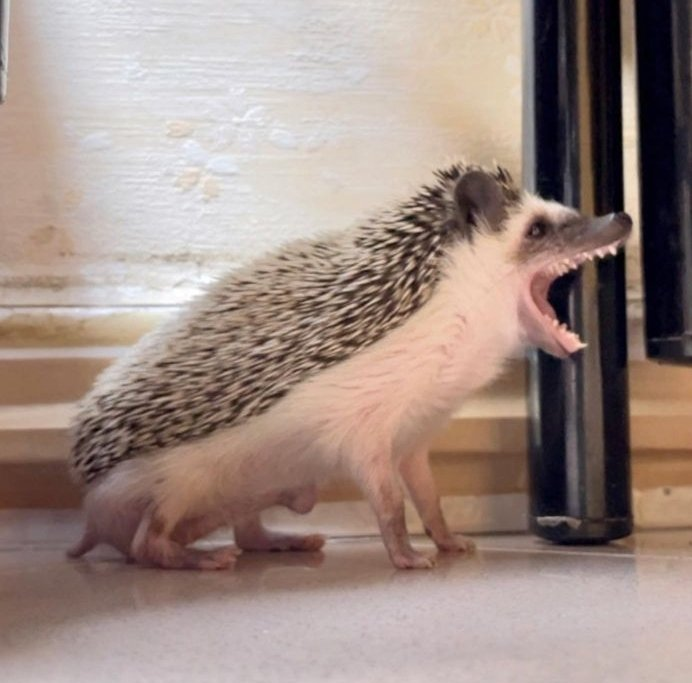 mischiefanimals's tweet photo. https://t.co/a4n4InTkTc