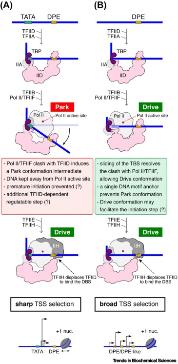 TrendsBiochem's tweet photo. Online now - the Opinion article "Transcription factor IID parks and drives #PreinitiationComplexes at sharp or broad promoters" from @AndreaB_io, @ferencmueller, @LaszloTora and colleagues.
#TFIID #PolII #TranscriptionInitiation
Read it here ๐ https://t.co/PxXooxrNRM https://t.co/7zJ2Nt8s6d