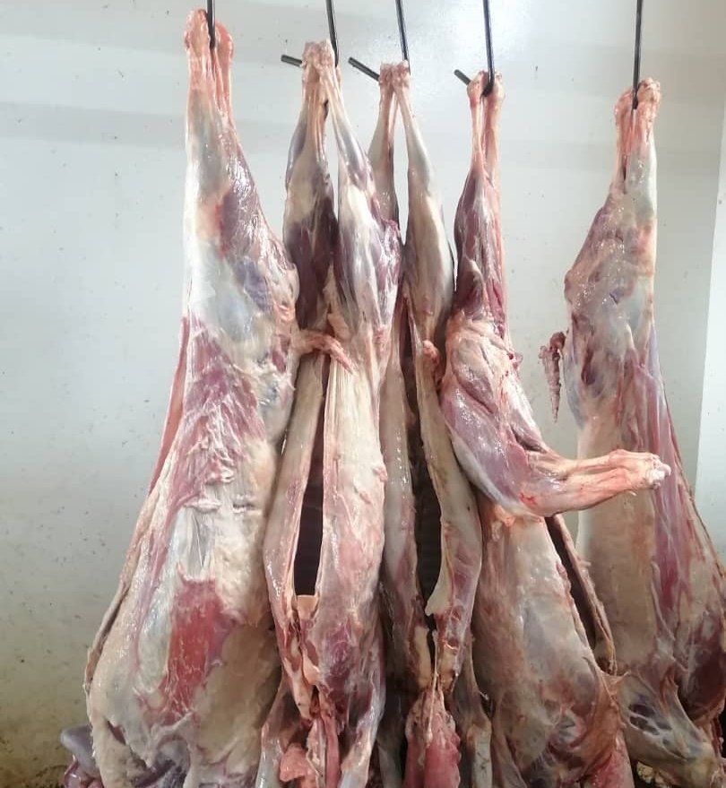 ZAGPGoats_Pigs's tweet photo. Last week, the Binga goat association delivered &amp; slaughtered 59 goats in Bulawayo for sale via direct meat marketing. If you are a butchery willing to buy goat carcasses in Harare or Bulawayo, kindly DM your number so that you can be added to the WhatsApp online orders group. https://t.co/fUDhypwwWH