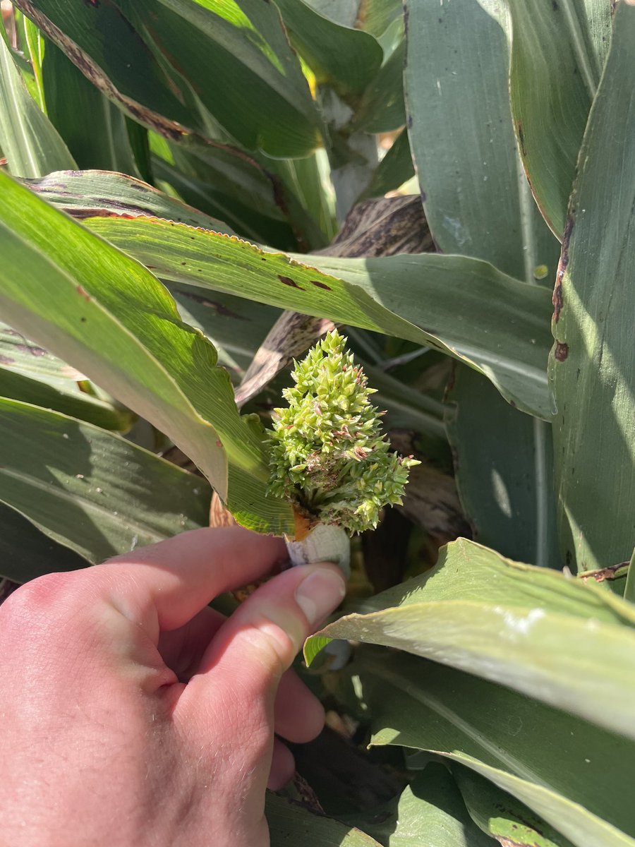 “Crazy top” in sorghum spotted yesterday. We are leaning towards attributing it to smut, as opposed to downy mildew. Very cool symptomatology! #sorghum #agriculture #plantdisease