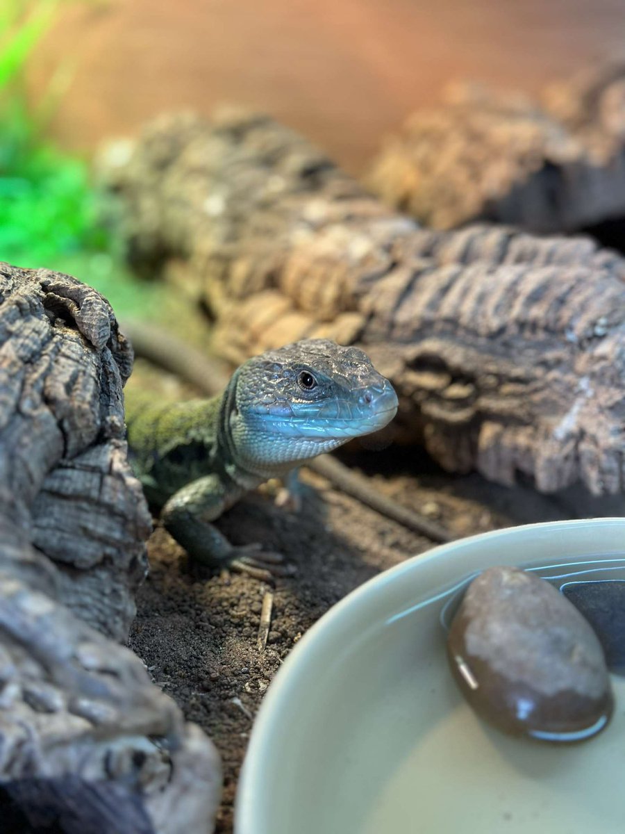 LJtattoolove's tweet photo. The latest additions to the family 🐾🦎 https://t.co/hV9YCLsdZS