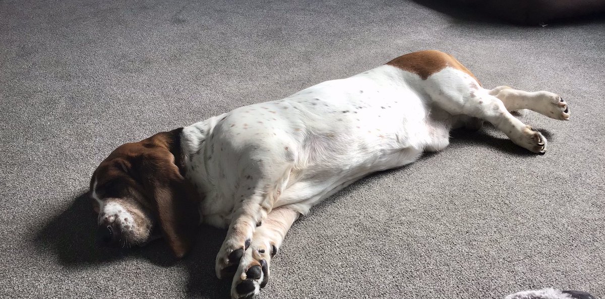 michellemiddle5's tweet photo. @Phil_Sledge Afternoon nap 💤 https://t.co/9s7GX5gzFp