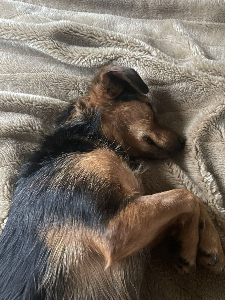 bluemonkeyboy71's tweet photo. @AldiUK Here is Stella, our Rescue dog (or small dog) category, who would be perfect !! https://t.co/xD3HYNVo77
