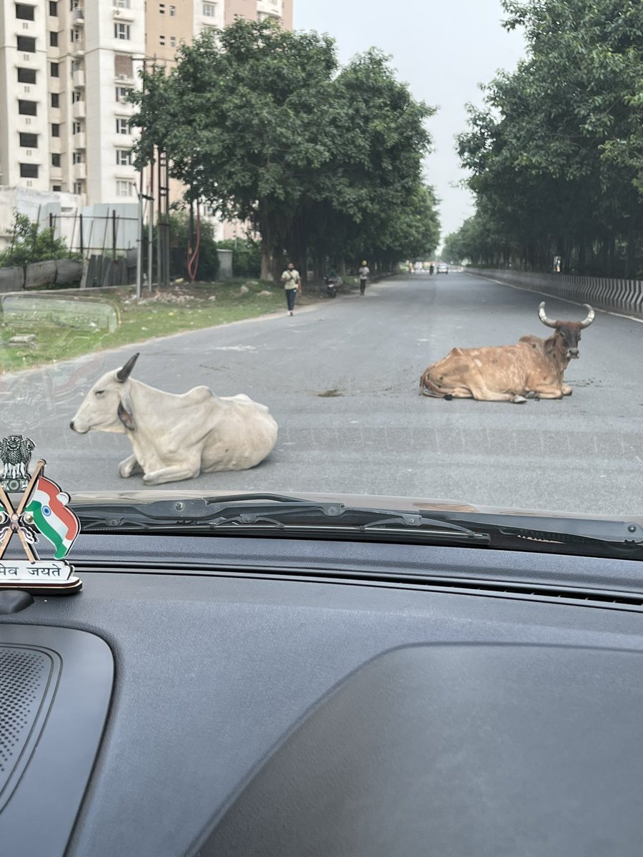 Innocent cattle! But who’s the culprit? Authorities please act fast to avoid more casualties. It looks <a href="/noida_authority/">NOIDA Authority</a> sanitation staff spends more time everyday to the clear animal waste/ dung from the roads than anything else?