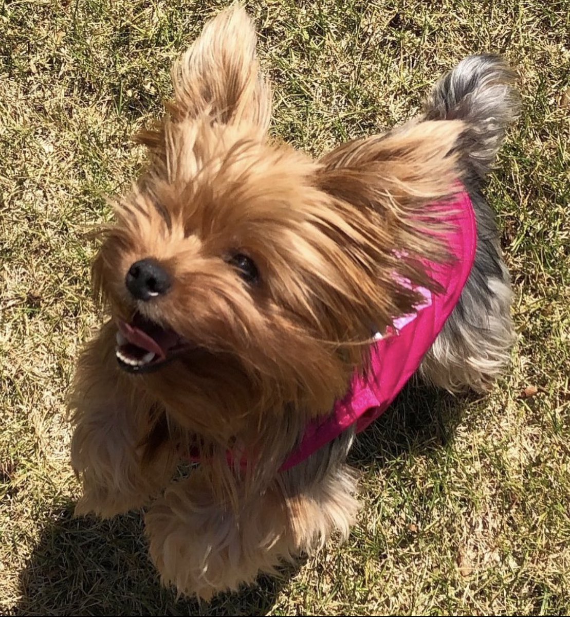 Would you rather find 5.00 on the ground or play ball with me? #PlayBall #cute #love #DogsOfTwitter #DogsOnTwitter #dogsarefamily #wednesdaythought #onwednesdaywewearpink