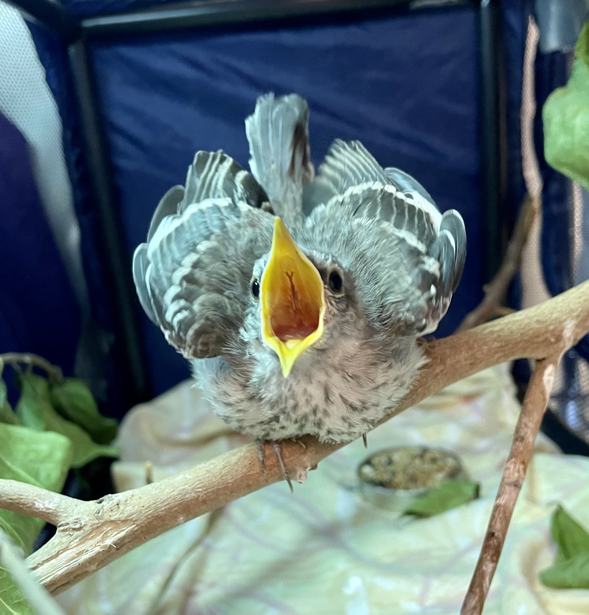 DCCityWildlife's tweet image. For those of you playing along at home, we have lots more animals in care than just adorable baby squirrels.  Take, for instance, this very hangry juvenile #NorthernMockingbird who wants you to know that you put the worm &amp;lt;HERE&amp;gt;, in case there was any question.  #targetpractice