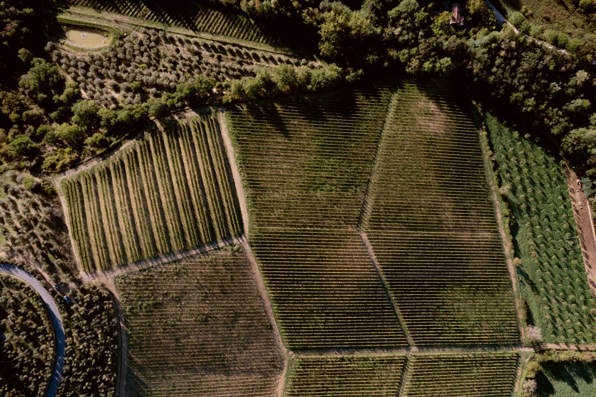 Manca meno di un mese alla prossima vendemmia, quando tra questi #filari illuminati dal sole spunteranno cestini rossi carichi d'uva.
🚜⁣Iscrivetevi alla newsletter per rimanere aggiornati sulla #vendemmia2023 e ricevere in anteprima le novità della tenuta.⁣