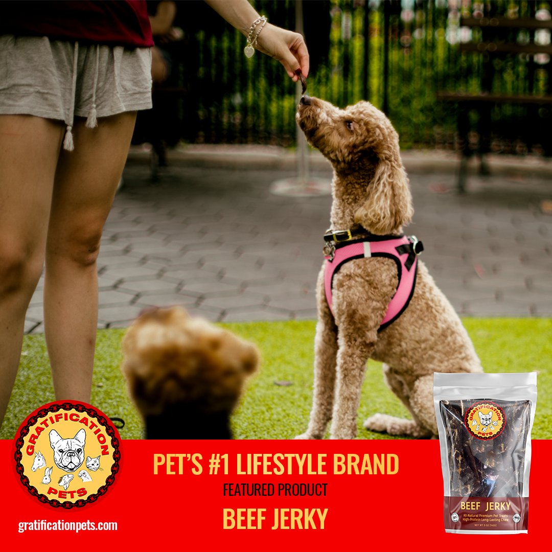 Gratificat_pets's tweet photo. Amelia the beautiful mini Golden Doodle sits everytime her owner JJ breaks out the Beef Jerky treats 😋

📸:@chunbumpark.photos 

#gratificationpets #goldendoodle #treat #sit #petlife https://t.co/XvI8RrL259