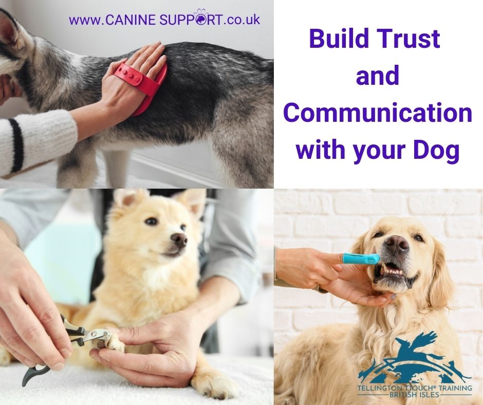 CanineSupport's tweet photo. Tellington TTouch is a great way to connect with your dog on a deeper level. It can help build trust and communication, making training and handling easier.
For more information about TTouch, download our FREE eBook today:
https://t.co/vqKPJH8h8x
#TellingtonTTouch #TTouchfordogs https://t.co/xk99u4lErl
