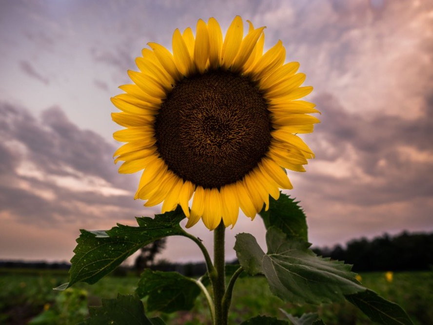 Looking for a fun summer activity? Alumni brother duo of Ross '19 and Jordan Bremer '13 raise a two acre U-pick flower farm that is open for picking now through September! 🌻
Learn more at bremerproduce.com