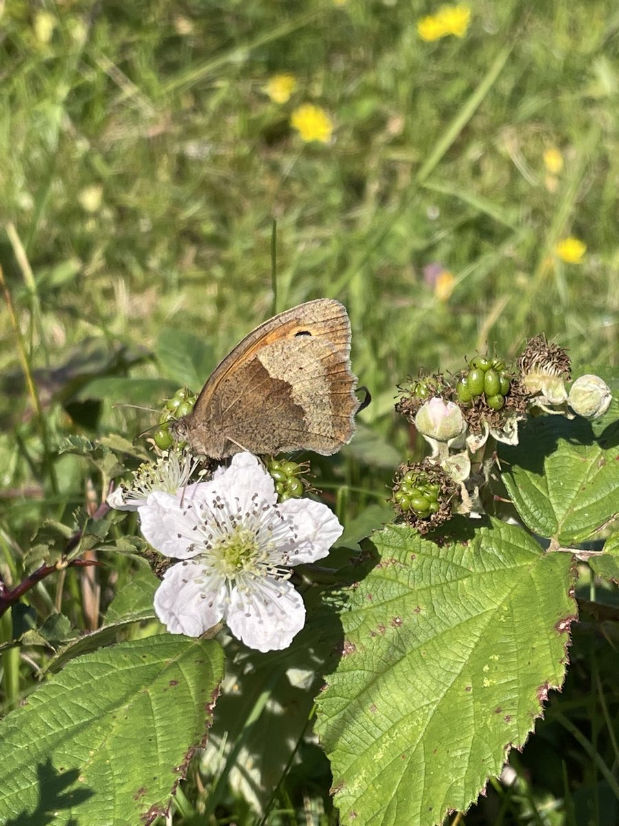 CentreBraunton's tweet photo. What a great day spent on Braunton burrows in the sun with Jamie from the @BumblebeeTrust
The Brown banded carder bees made a number of appearances, as well as others such as red-tailed bumblebee, meadow brown and some interesting solitary bees & wasps too! 🐝
#connect2nature https://t.co/Se99YfxRnF