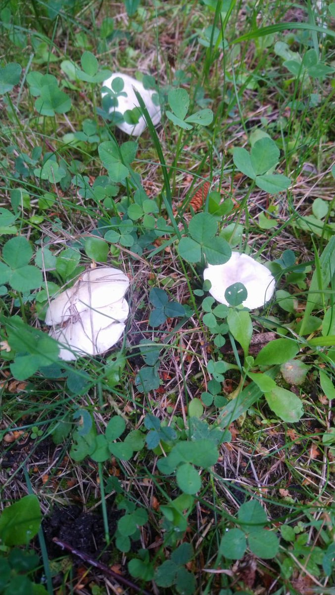 More from this morning. #Pilze #Mushroom #Fungi