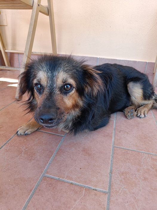 Luca_15_5's tweet photo. URGENTISSIMO🆘
Dream ha solo un anno  e viene trovato  in strada,  quasi morto😢
E' indipendente ma deambula barcollando
Se finisse in un box, il suo fare goffo potrebbe essere causa di aggressione da altri cani💔
Ci vuole un cuore speciale  che lo accolga🙏
Info 392 149 1699 🆘 https://t.co/3JkGvQo632