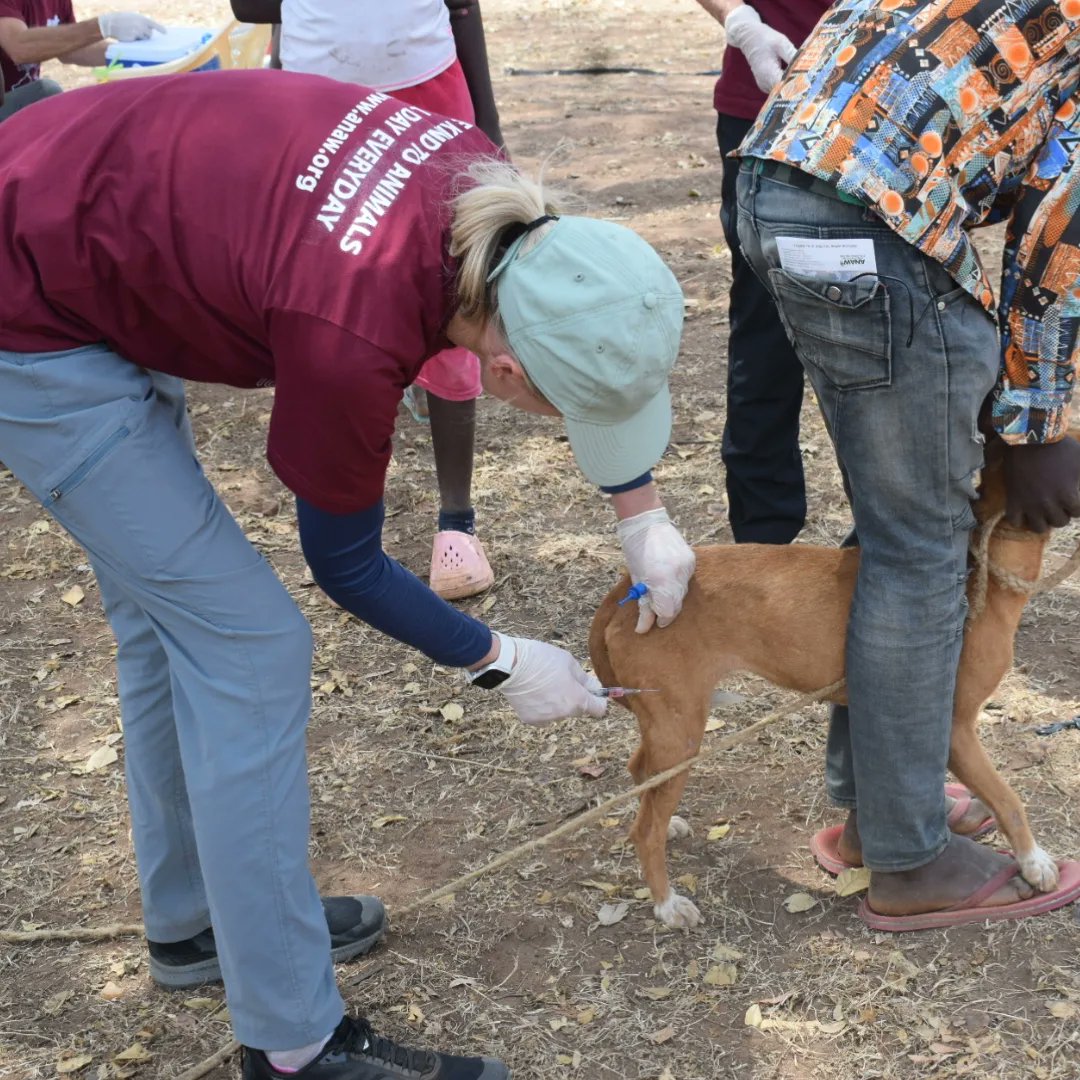 anaw_africa's tweet photo. A 3-day FREE Mass Rabies Vaccination Campaign in Machakos County which ran from 13th to 15th August 2023 saw ๐,๐๐๐ animals (๐,๐๐๐ dogs, ๐๐๐ cats and ๐,๐๐๐ donkeys) vaccinated against rabies, dewormed and owners sensitized on responsible pet ownership.
#AnimalCare https://t.co/snMpsN5cXf