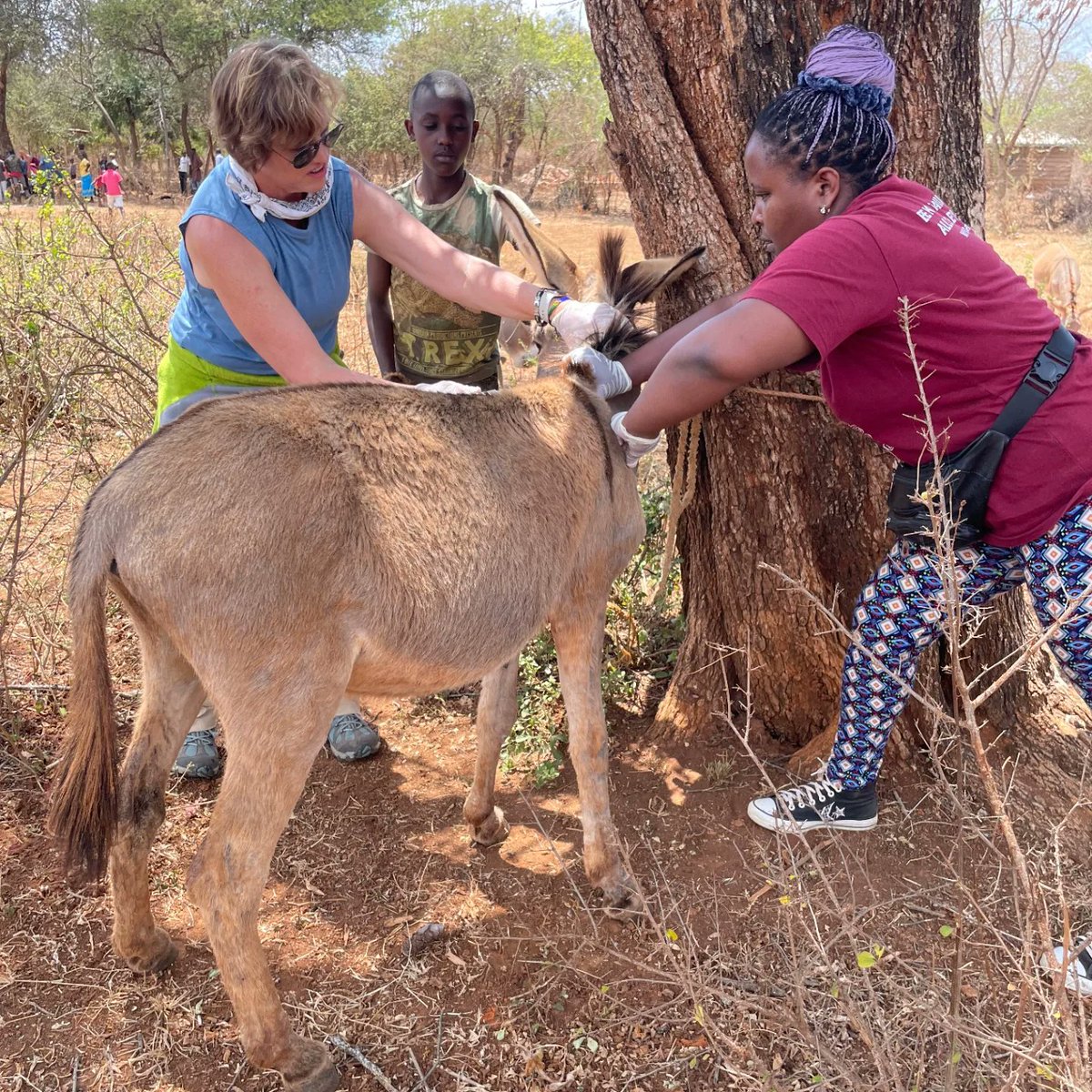anaw_africa's tweet photo. A 3-day FREE Mass Rabies Vaccination Campaign in Machakos County which ran from 13th to 15th August 2023 saw ๐,๐๐๐ animals (๐,๐๐๐ dogs, ๐๐๐ cats and ๐,๐๐๐ donkeys) vaccinated against rabies, dewormed and owners sensitized on responsible pet ownership.
#AnimalCare https://t.co/snMpsN5cXf