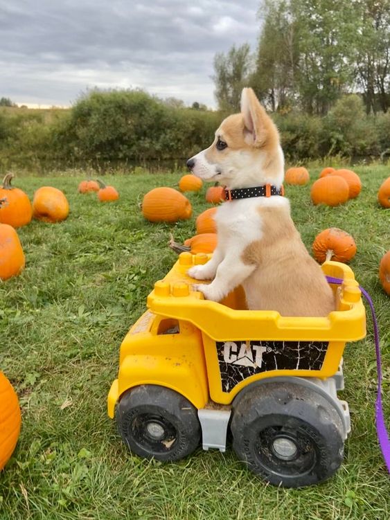 Hooman grab those pumpkins!