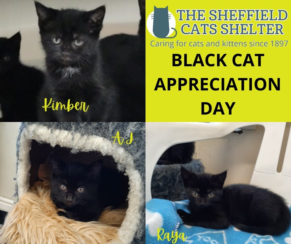 Sheffield Cats Shelter tweet media