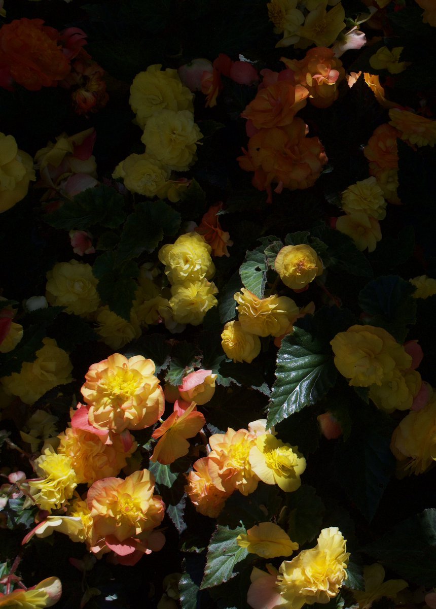 Learning to use my camera (or possibly not) so managed to hide from people and commune with some pretty flowers. (Begonias I think) photo might be rubbish. I simply don’t know, but having fun working it out.