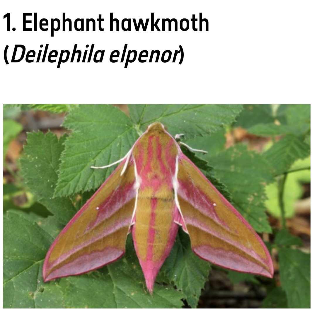 Adele Bealey tweet media