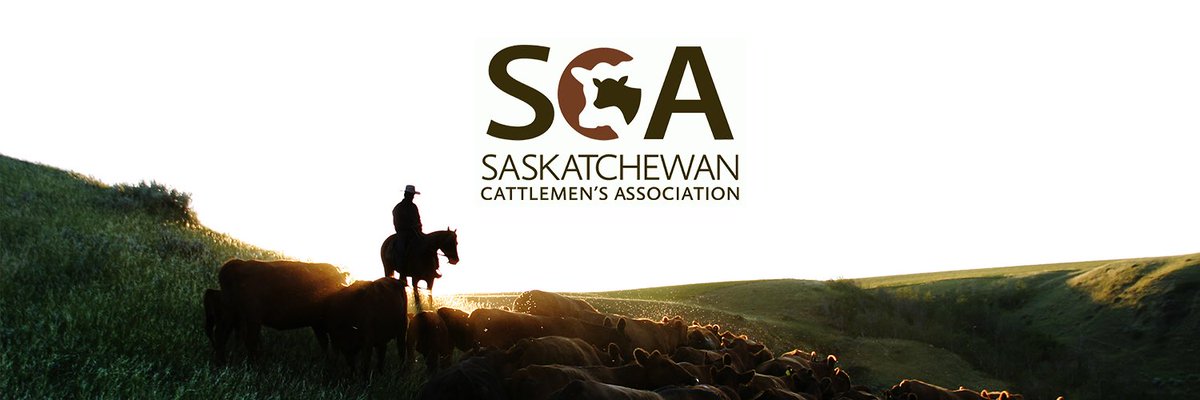 SaskCattlemens's tweet photo. Here is a letter from SCA Chair Keith Day to the Honourable David Marit about the concerns producers discussed at the recent townhall meetings held in Perdue, Kindersley, Cabri, Cadillac, and Central Butte.

https://t.co/JpL27dkimu

#SaskAg #SaskCattle #Drought2023 https://t.co/3N2J7IbHCb