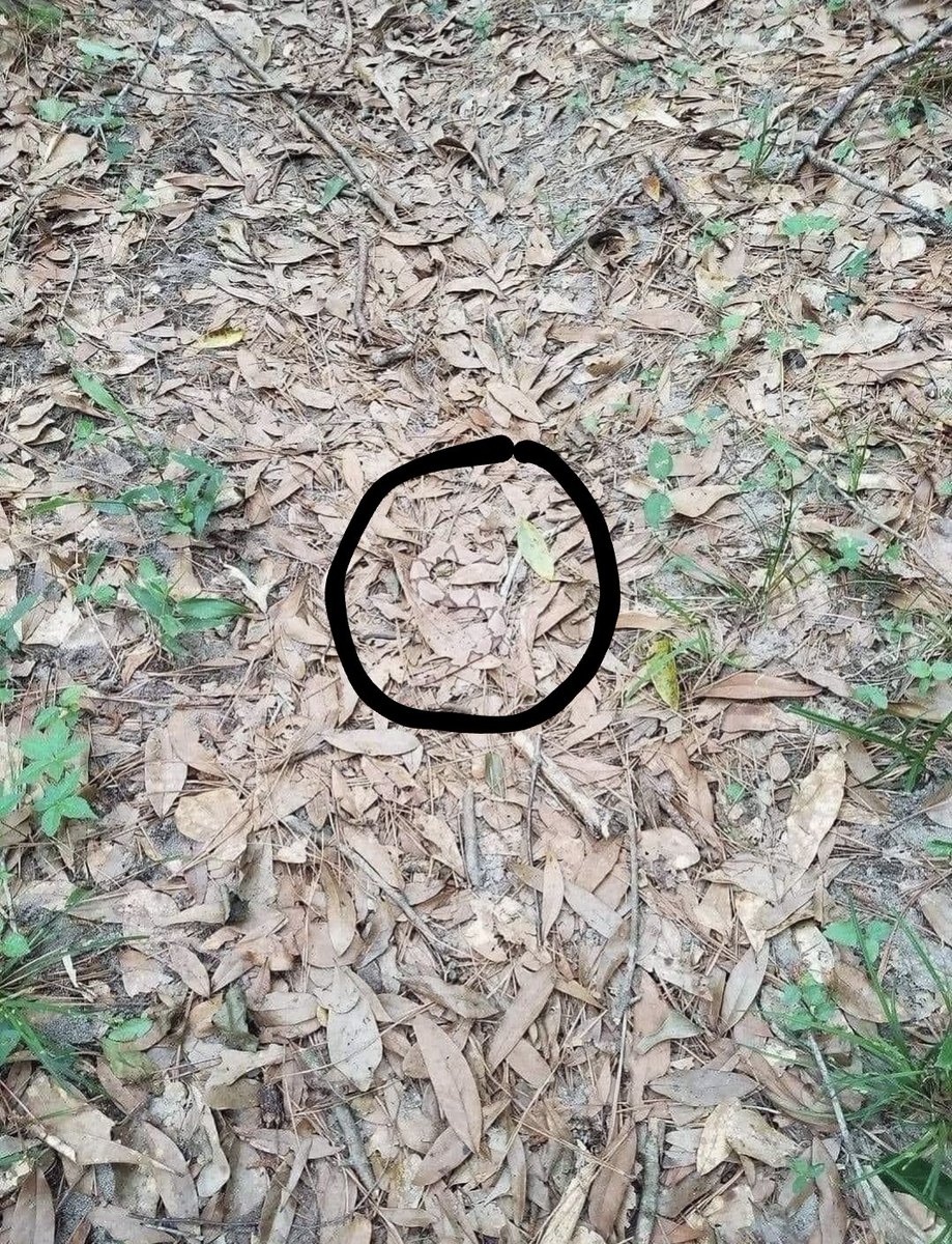 @gunsnrosesgirl3 A copperhead snake. Venomous and dangerous, be careful out there