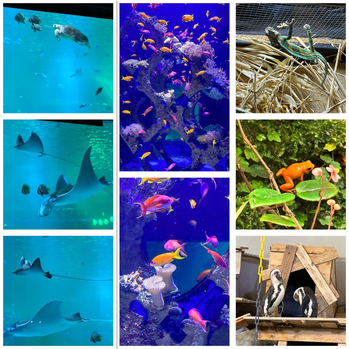 #Boulognesurmer Jour 3 visite de Nausicaa