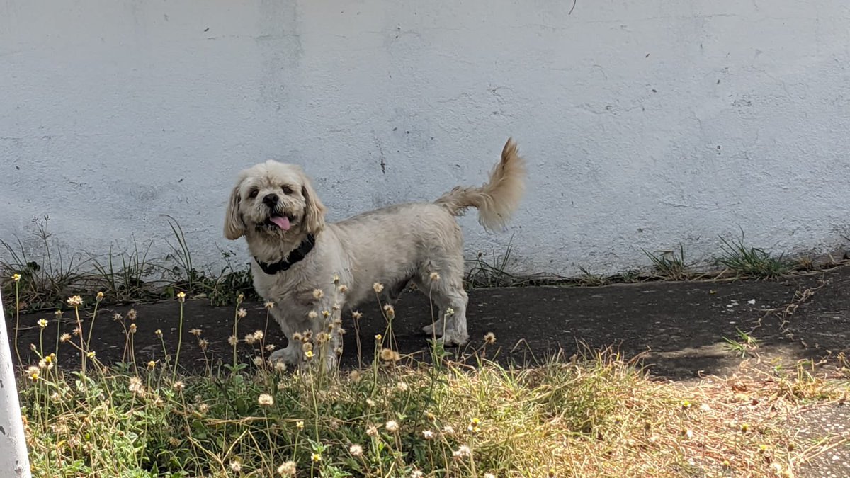 Pup spotted between Lily Way/ Begonia in Mona. If this is your baby that’s the last location this morning.