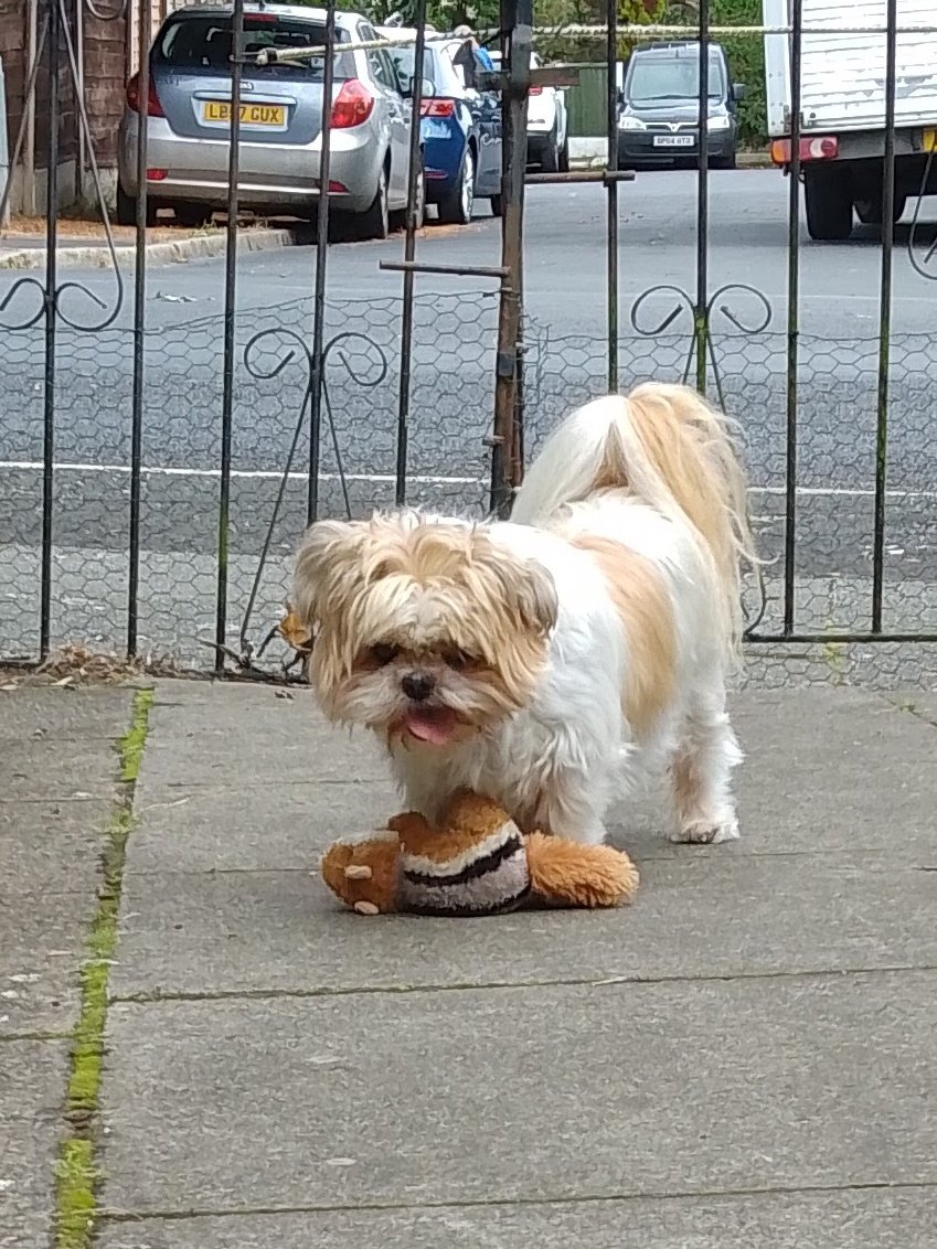 natalievaness15's tweet photo. Playin wiv Mousey. Yes, he's technically a chipmunk. But I call him Mousey. Hez a good kid mostly.  
#tallulahscrew 🐾 https://t.co/97oK3GzlCi