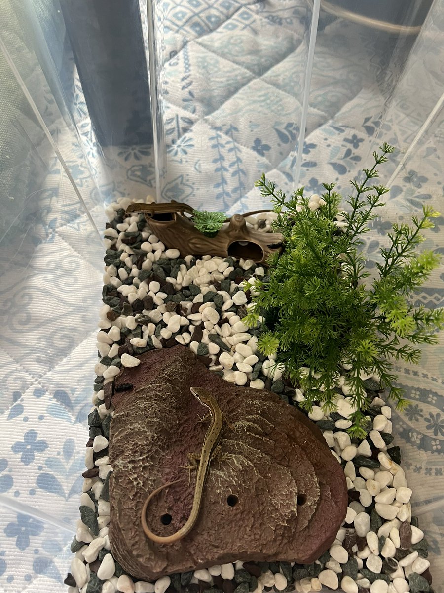 土だと目にゴミが入ったりするので石に変更　仲良しなメス2匹