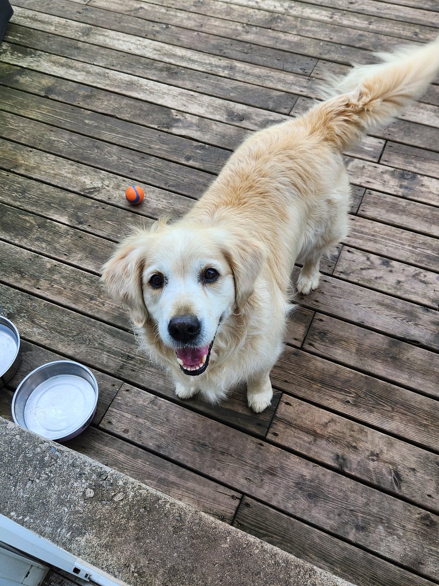 CourtHaw's tweet image. Hi Pals!! A lovely day here, so time to get my fetch on! And Courtney says maybe pool time later!! ⚾️☀️❤️ #GoldenRetrievers #goldengracie #fetchfun #dogsoftwitter