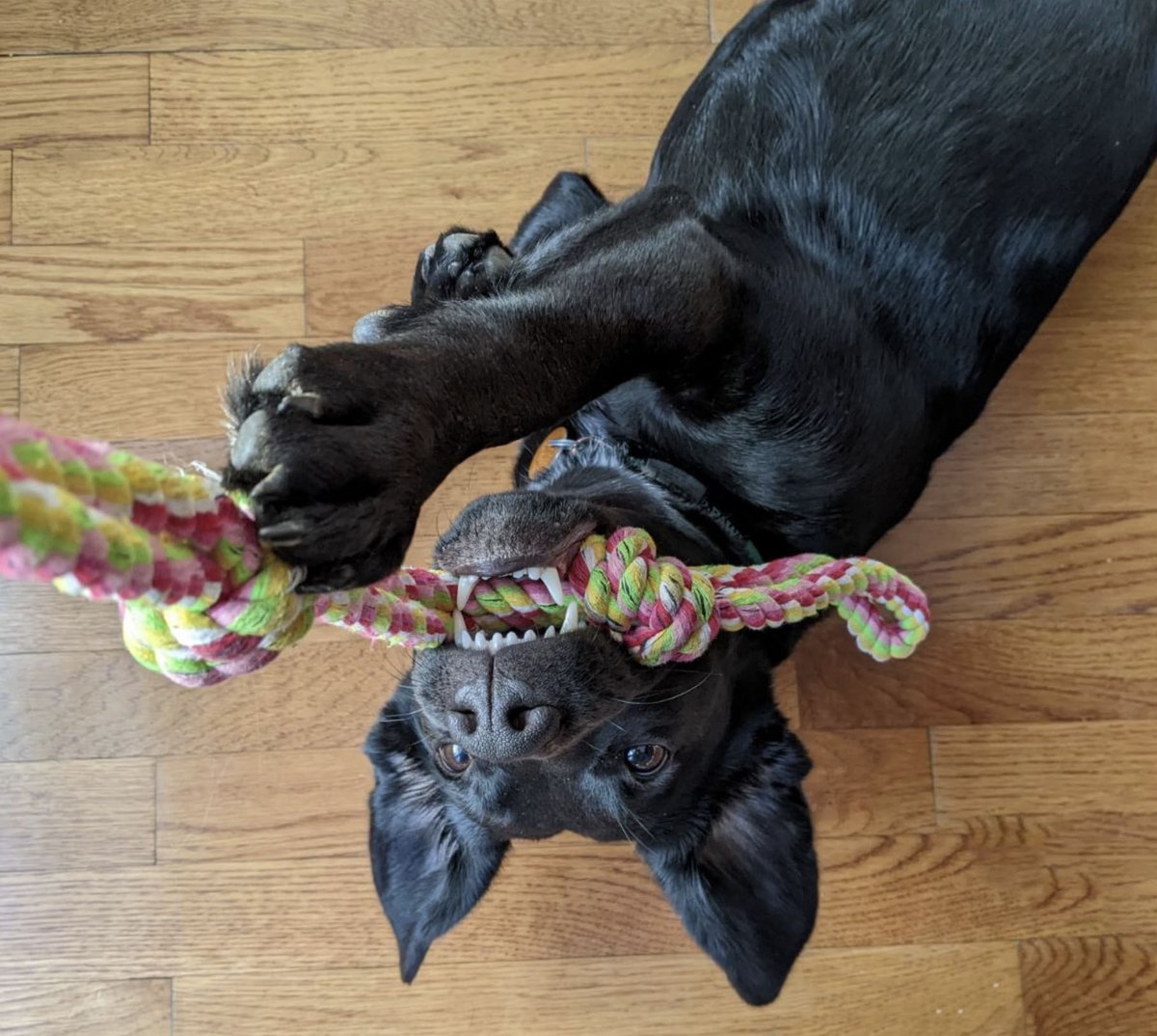 <a href="/CDC_Cancer/">CDC Cancer</a> We❤️ 🐶s too! Here at ARPA-H, we're ready to sink our teeth into the toughest health challenges to improve outcomes for all -- including developing capabilities that address weather crises like extreme heat! arpa-h.gov/research/