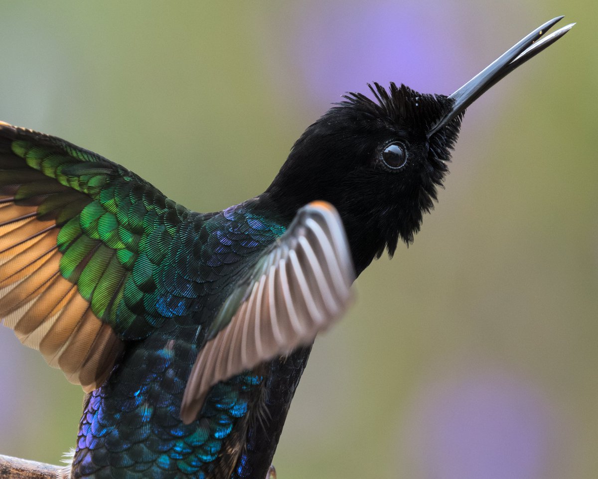 MemoGomezFoto's tweet photo. Uno de los más hermosos de los Andes. Colibrí Siete Colores. https://t.co/9YaJLboa5B
