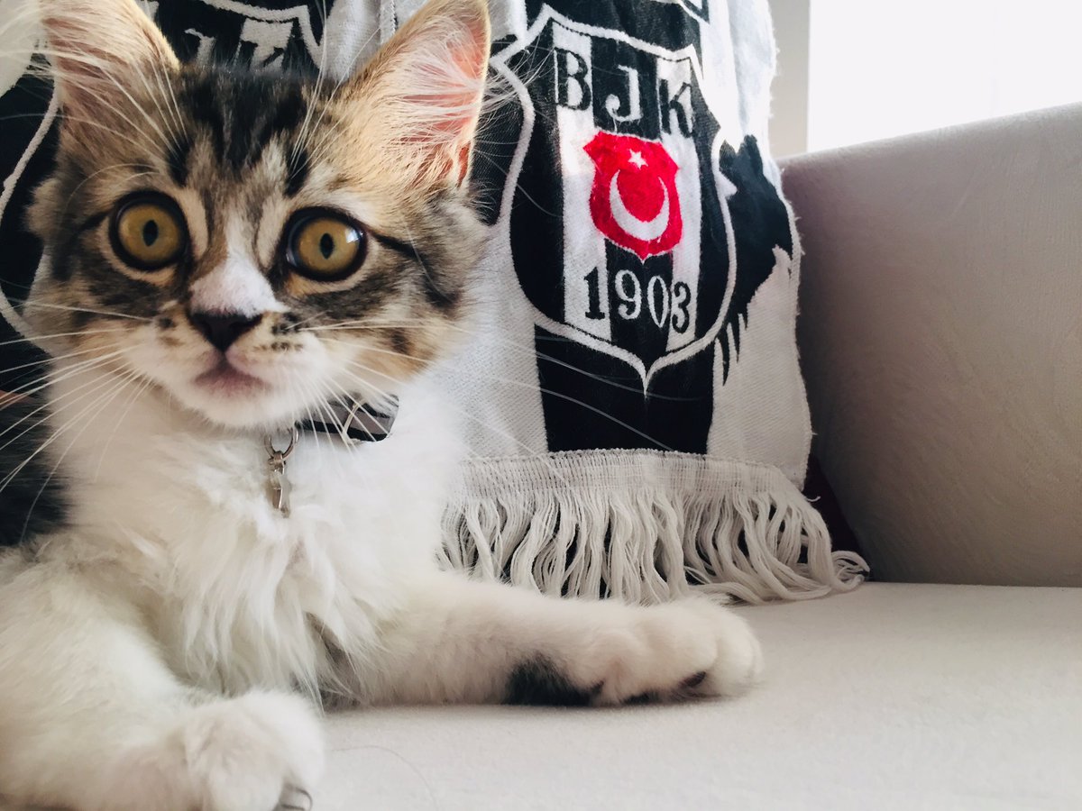 southibo's tweet photo. Transferleri Pancu ile şu şekil bekliyoruz;👇🏻
#Talisca 
@Besiktas https://t.co/x21JXj4ZnC