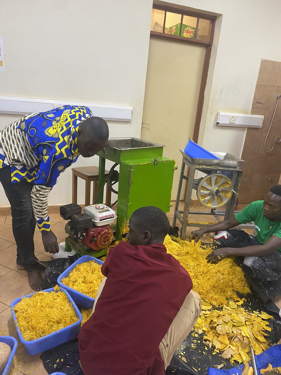 ASARECA's tweet photo. How Youth under the UCU led pumpkin project are benefiting from the pumpkin value chain. #pumpkinseeds #pumpkinprocessing #solardrying #nutritionsenstiveagriculture #pumpkinvaluechain #Youthengagement https://t.co/ZABURehHGG