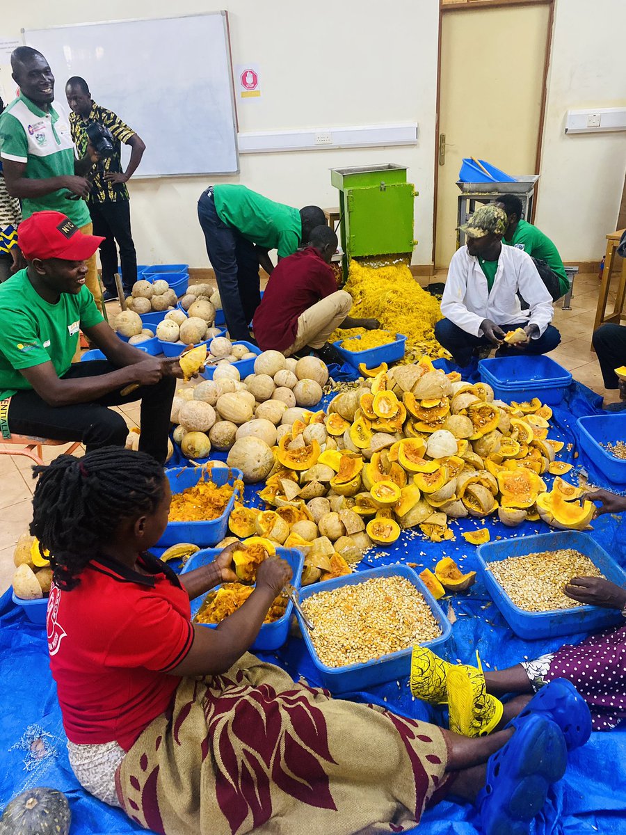 ASARECA's tweet photo. How Youth under the UCU led pumpkin project are benefiting from the pumpkin value chain. #pumpkinseeds #pumpkinprocessing #solardrying #nutritionsenstiveagriculture #pumpkinvaluechain #Youthengagement https://t.co/ZABURehHGG