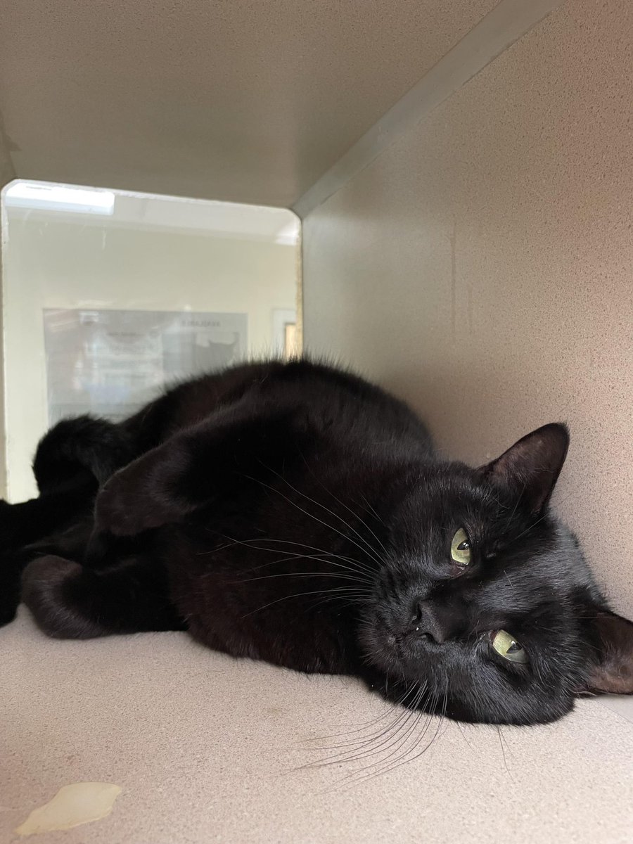 Rev89's tweet photo. Handsome cat Coal will quickly become the diamond of your household! This 2-year-old, black, domestic shorthair came to us three weeks ago and is ready to shine in his new home! He can be a little shy at first but warms up quickly and leans into pets asking for more! https://t.co/nDsdRw7tlY