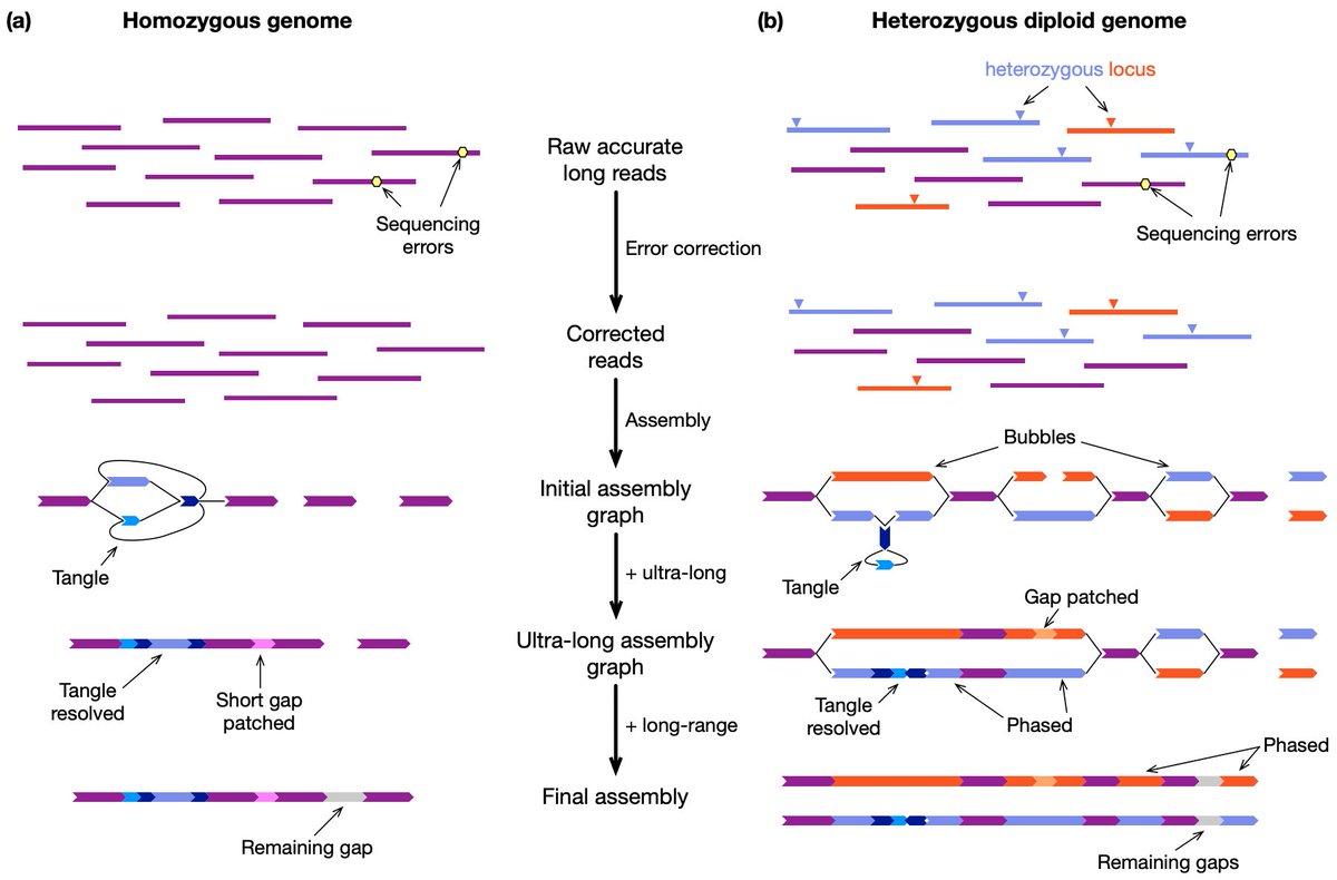 Heng Li (@lh3lh3) on Twitter photo <a href="/richard_durbin/">Richard Durbin</a> and I have been working on a review titled "Genome assembly in the telomere-to-telomere era". We have put the preprint at arxiv.org/abs/2308.07877. Let us know if you have comments or suggestions. We would really appreciate! <a href="/richard_durbin/">Richard Durbin</a> and I have been working on a review titled "Genome assembly in the telomere-to-telomere era". We have put the preprint at arxiv.org/abs/2308.07877. Let us know if you have comments or suggestions. We would really appreciate!