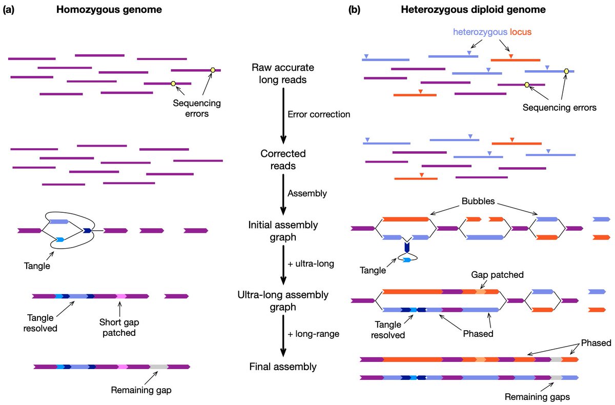 @richard_durbin and I have been working on a review titled 'Genome assembly in the telomere-to-telomere era'. We have put the preprint at arxiv.org/abs/2308.07877. Let us know if you have comments or suggestions. We would really appreciate!