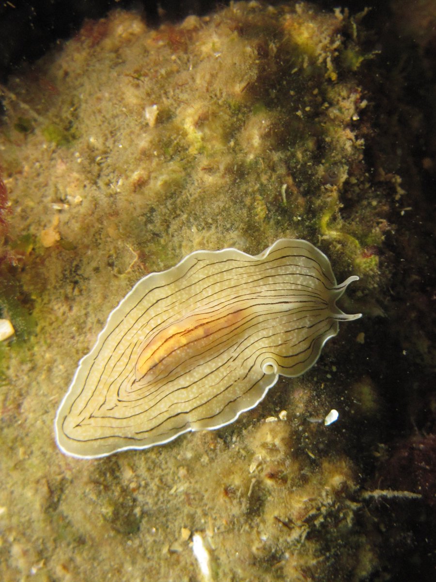 It often gets mistaken for a #nudibranch because it's bright and quite big (3-5cm), but don't get tricked! It's #WormWednesday! So I'm presenting you the Candy striped flatworm (Prostheceraeus vittatus)! It is #hermaphrodite and lay eggs that directly hatch into miniature adults!