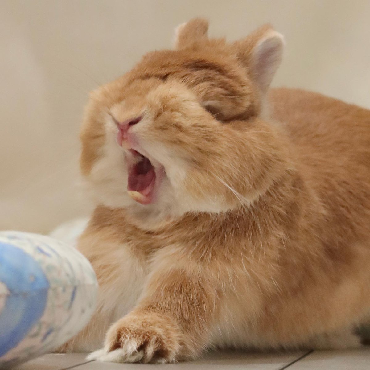 rabbitlovelyday's tweet photo. RT if you love me😍 https://t.co/EEpbz6iQ77