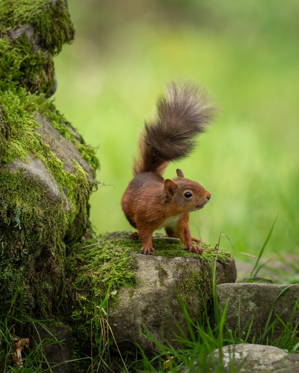 Whilst wandering the woodlands of Yorkshire I met a red Squirrel kit.. A cute little baby of our famous red Squirrels who need constant protection from the invasive grey Squirrels #Repost if you love red squirrels! 🐿️☺️ ••••••••• #wildlifephotography #redsquirrel